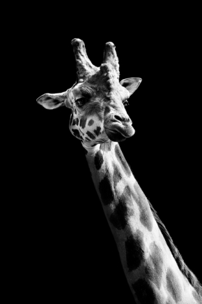 Svět zvířat - Giraffe
