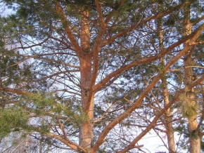 Stromy v krajině - Krása borovic