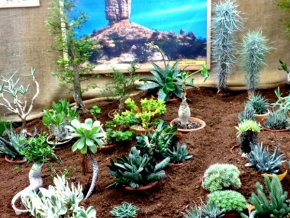 Moje nejkrásnější krajina - Kaktusový ráj