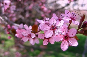 Hry s obrazem - Jarní květy