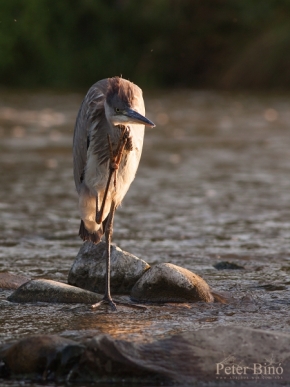 Fotograf roku v přírodě 2014 - Grey heron