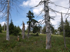 Stromy v krajině - Memento