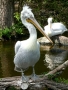 Svět zvířat - pelikán