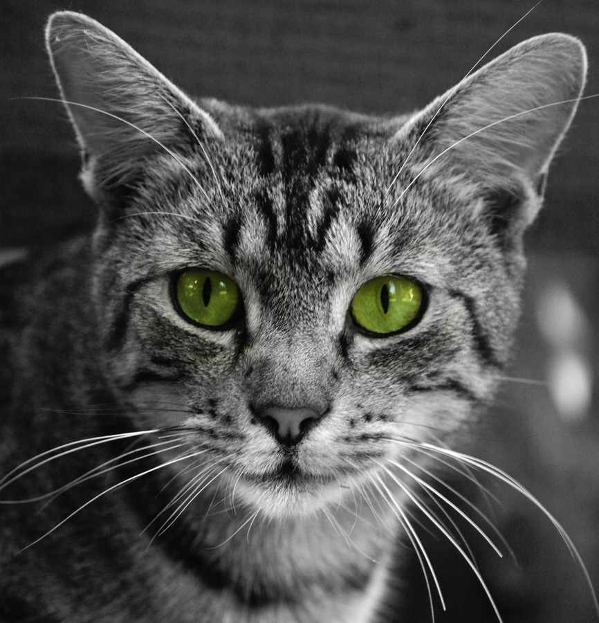 mačka so zelenými očami