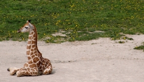 Svět zvířat - Žirafí mládě