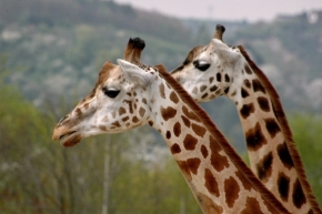 Svět zvířat - Dvojhlavá žirafa