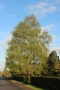 Iva Skulinová -Můj oblíbený strom