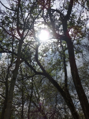 Radka Němcová - Marné pokusy stromů zachytit slunce