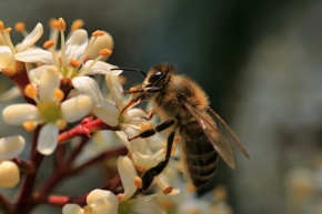 Miniaturní svět zblízka - Bude medu