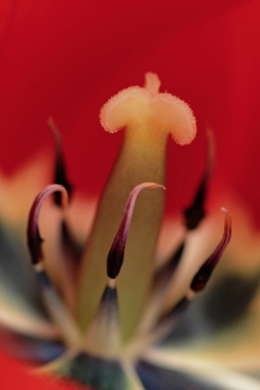 Miniaturní svět zblízka - Tulipánovo