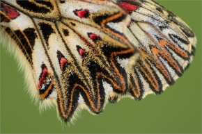 Miniaturní svět zblízka - křídla motýlí