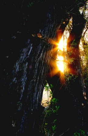 Stromy v krajině - Ranní paprsky slunce.