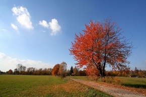 Stromy v krajině - Ranný podzim.