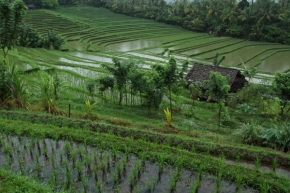 Moje nejkrásnější krajina - Rýžová pole, Bali