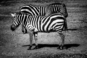 Svět zvířat - čierno-biele línie