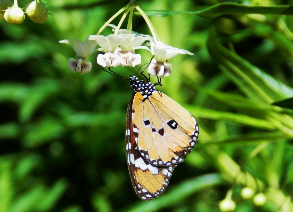 Tečkovaný motýlek
