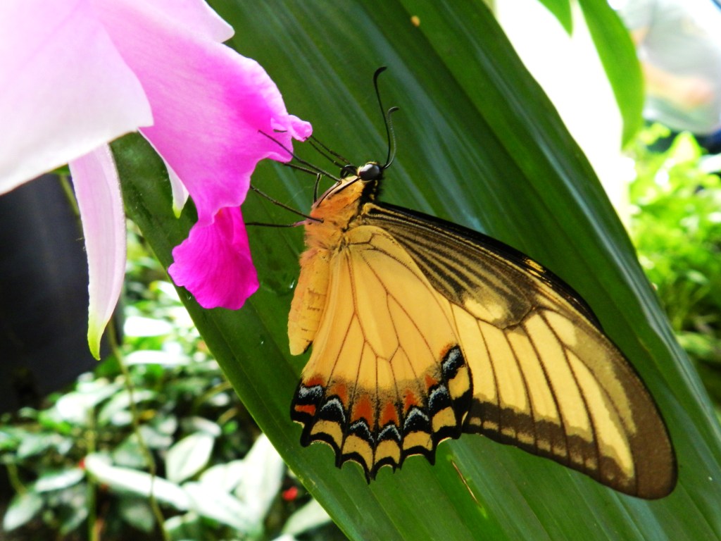 Křehká krása motýlů
