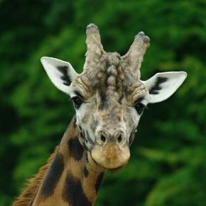 Svět zvířat - žirafa...