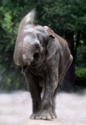 Svět zvířat - Slon