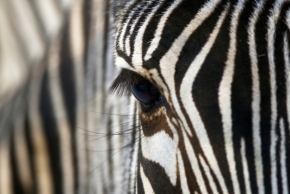 Svět zvířat - Fotograf roku - Kreativita - VI.kolo - Zebra