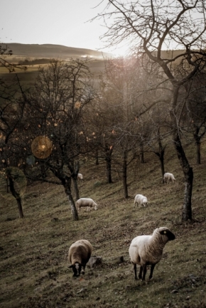Svět zvířat - Ovce od Točníku