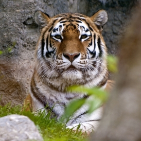Svět zvířat - Že by tygr?