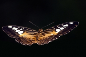Svět zvířat - Motýl