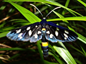 Makrosvět - Motýlek