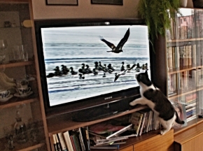 Svět zvířat - Televize pro kočku.