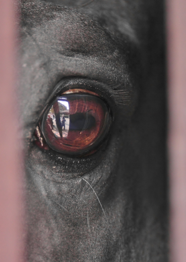 Oko koně