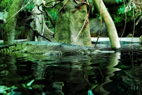 Radek Nejezchleb - krokodyl