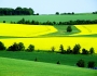 Jan Horák -Krajina zelená a žlutá