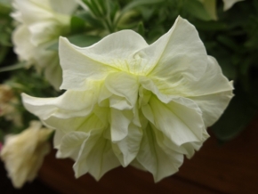 Miniaturní svět zblízka - Bílý květ