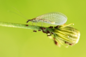 Miniaturní svět zblízka - Hmyzí rodinka