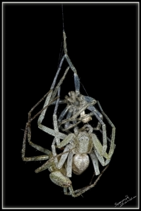 Stanislav Semerák - Three spiders