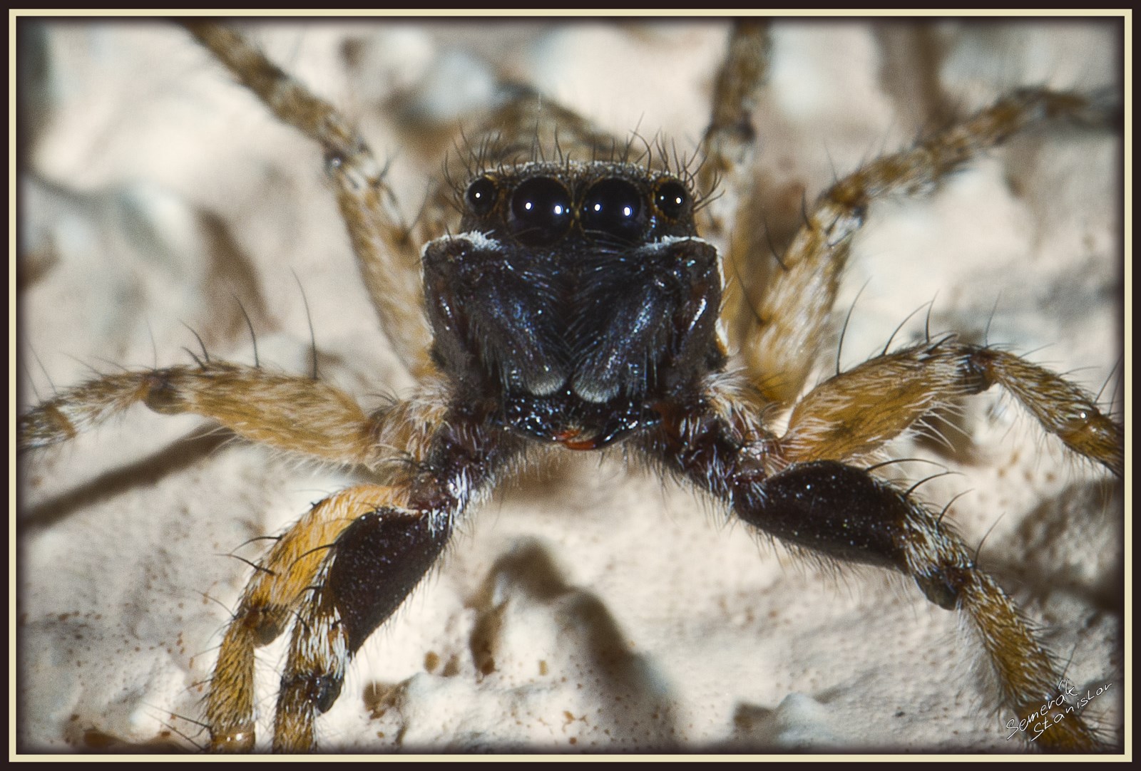 Chorvatský pavouk