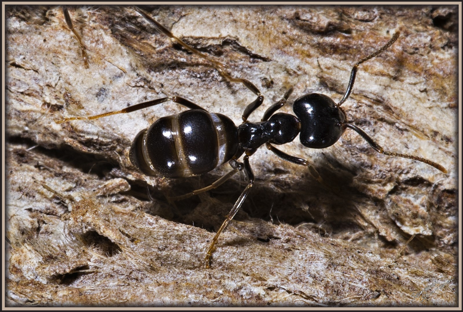 Ferda mravenec