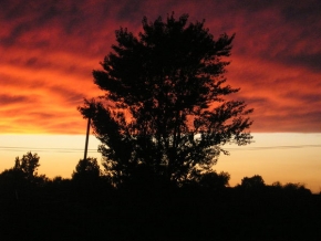 Stromy v krajině - Strom při západu slunce