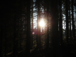 Kouzla přítmí a soumraků - Přítmí v lese