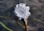 Danuše Mošničková -ledový květ