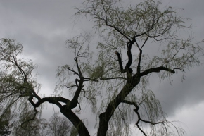 Stromy v krajině - Blíží se špatné počasí