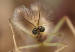 Miniaturní svět zblízka - Fotograf roku - Kreativita - VIII.kolo - Chocholoušek komárek