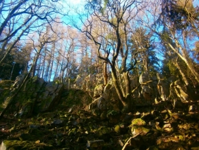 Fotograf roku v přírodě 2014 - Stromy na skalách