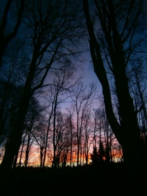 Fotograf roku v přírodě 2014 - Východ slunce v lese 1