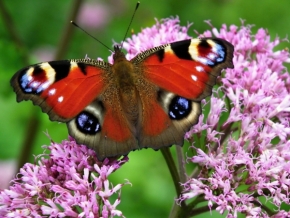 Miniaturní svět zblízka - Motýlí krása
