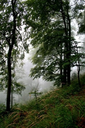 Stromy v krajině - Les v dešti