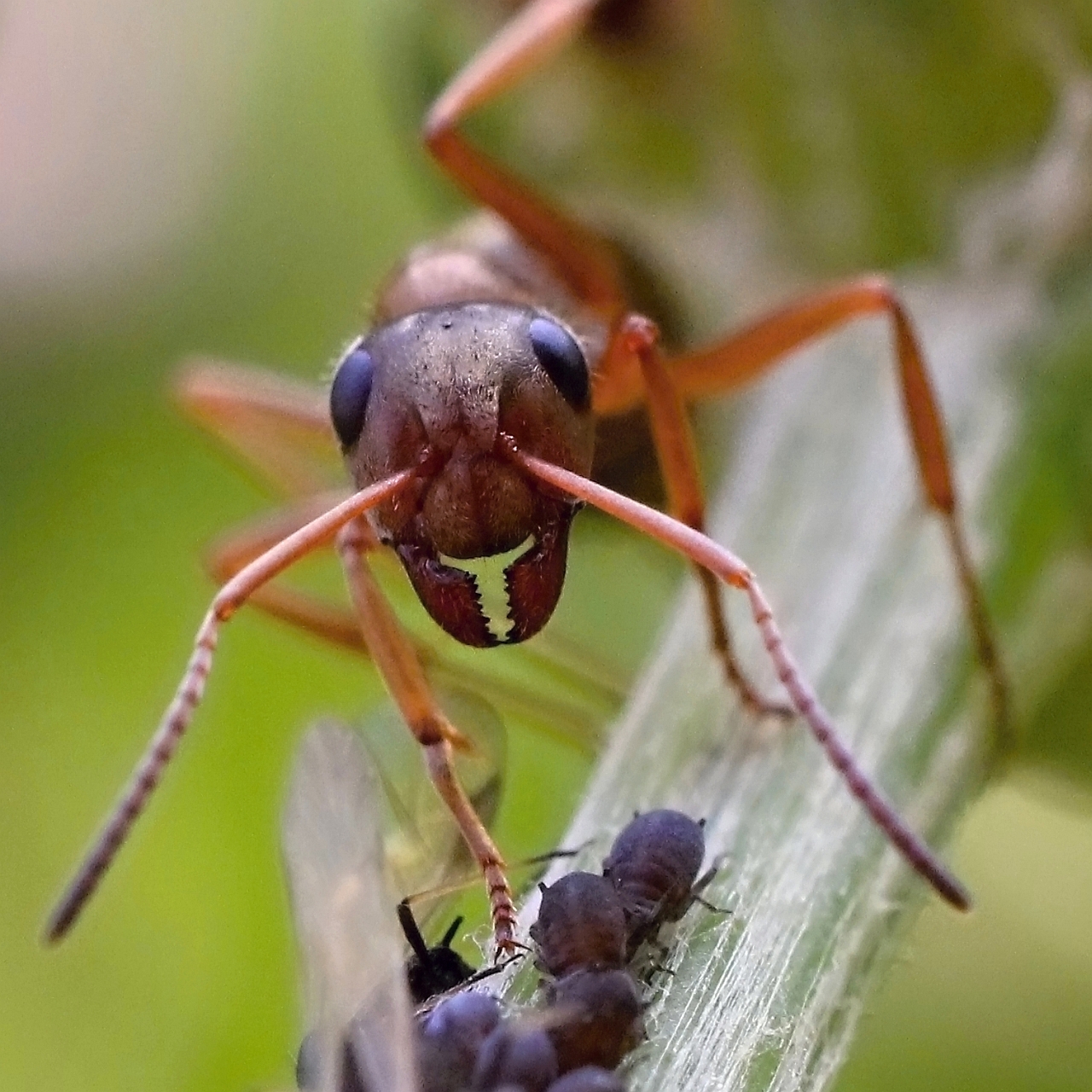 Mravenec a jeho stádo