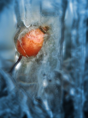Kouzlení zimy - Fotograf roku - kreativita - U sněhové královny
