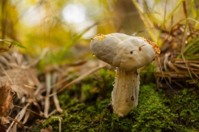 Fotograf roku v přírodě 2014 - Na houbách