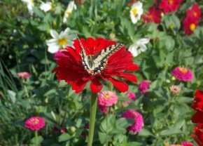 Fotograf roku v přírodě 2014 - Pan motýl